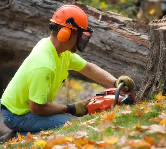 tree services Wildwood